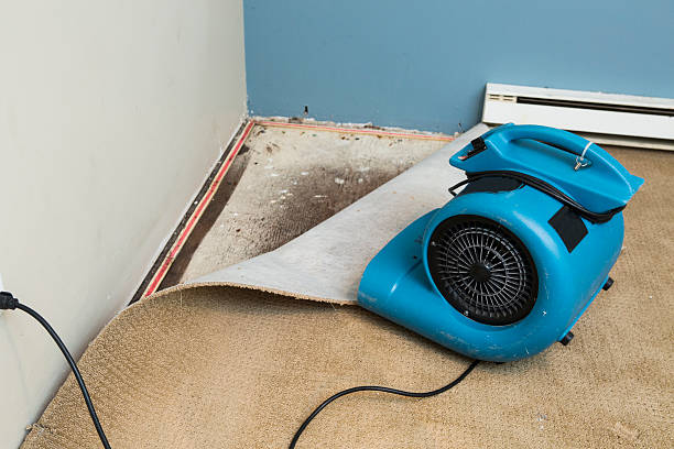 Best Water damage contractors near me  in Lisle, IL